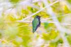 Arizona-Lake Havasu City Male Annas hummingbird on limb Art Print